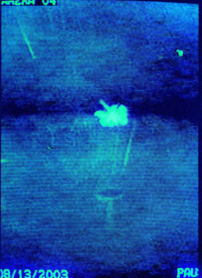 Kali, Butterfly, 15:18:39