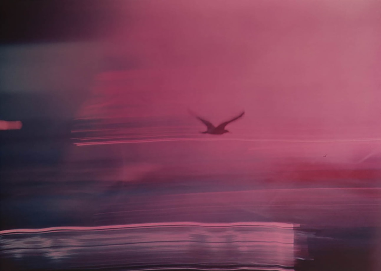 Kali, T.L.S. Seagull, Carmel, CA, 1970