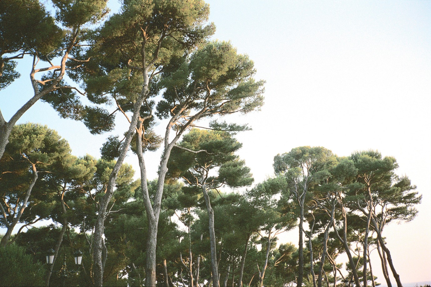 Priscilla Rattazzi, Pines, Hotel du Cap, Antibes, France, 2003