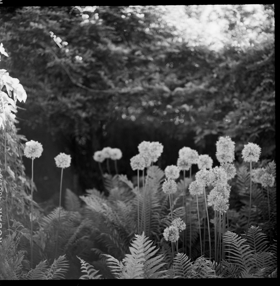 Sophie Elgort, Floral I, Southampton, 2022