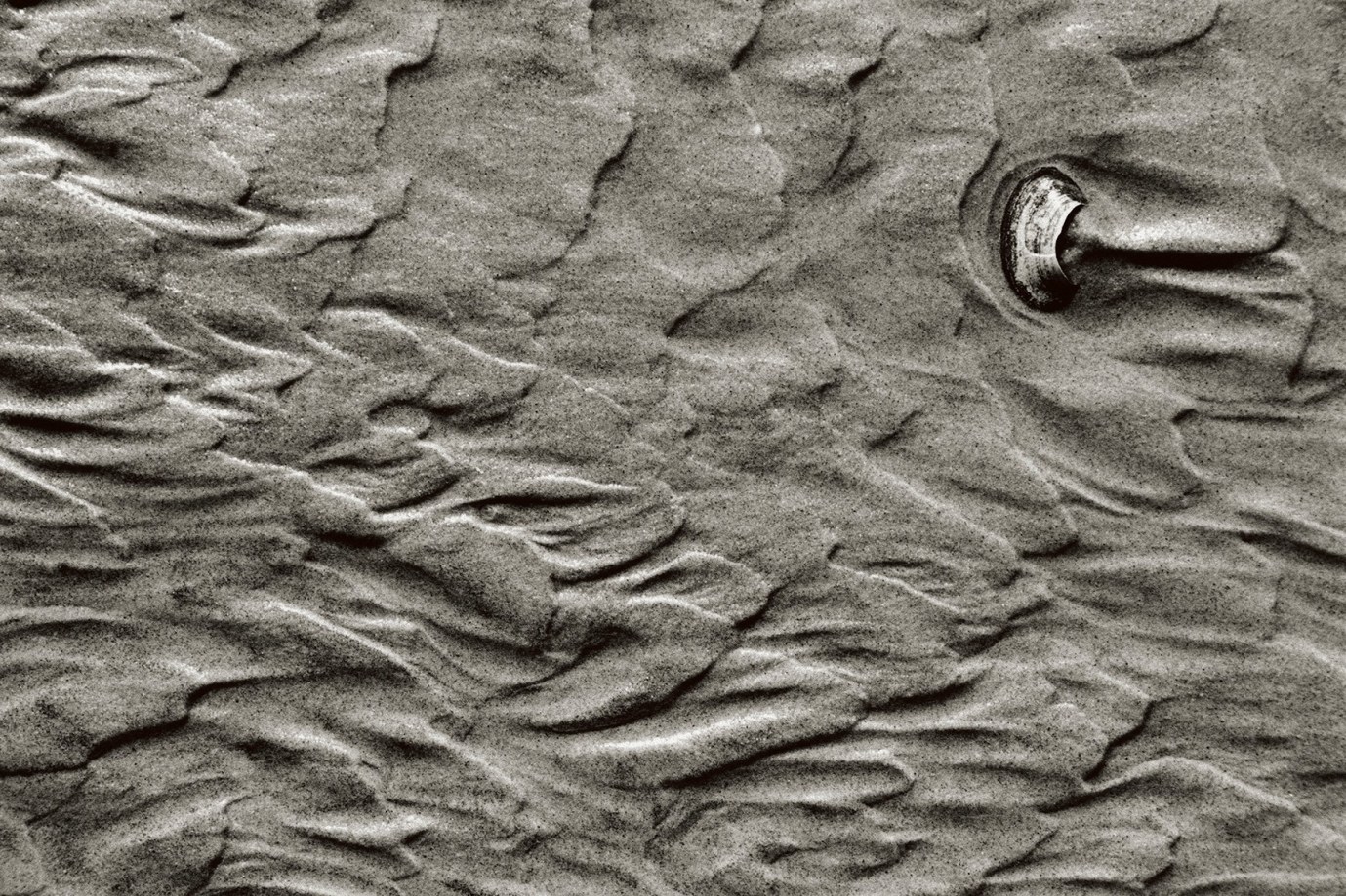 Priscilla Rattazzi, Autumnal Sands, East Hampton, 1999