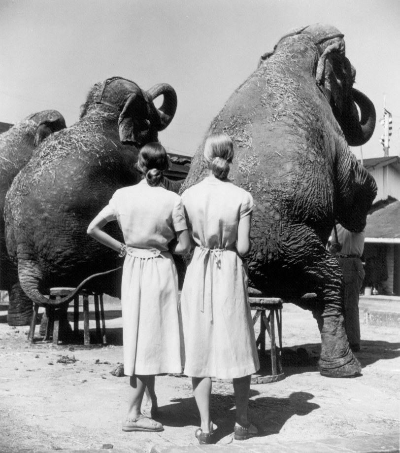 Louise Dahl-Wolfe, Twins with Elephants, Sarasota 1947