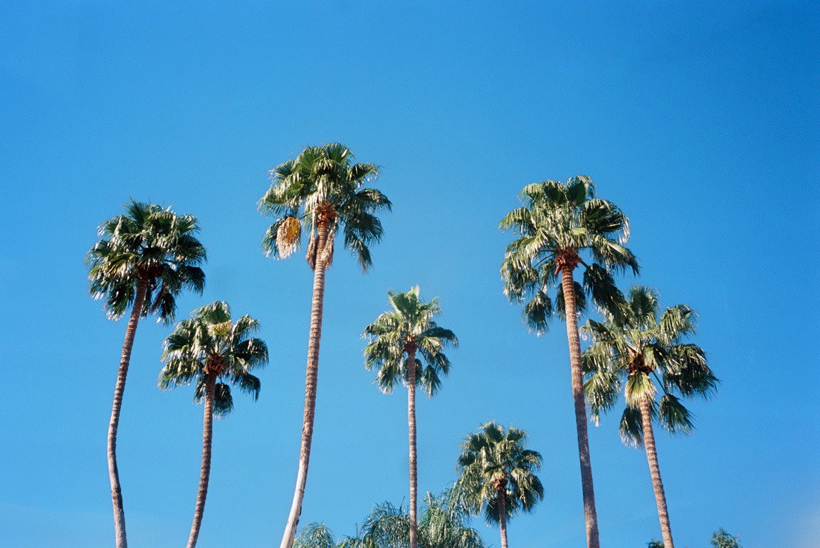 Sophie Elgort, Green Palms, Tucson