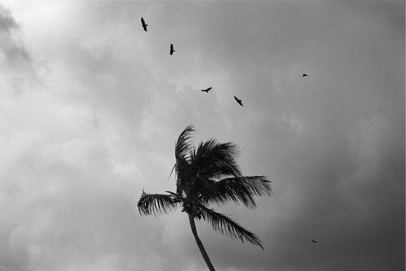Priscilla Rattazzi, Hitchcock Palms III, Palm Beach, 2008