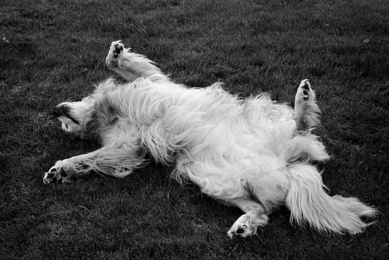 Priscilla Rattazzi, Luna on the lawn, East Hampton, 2008