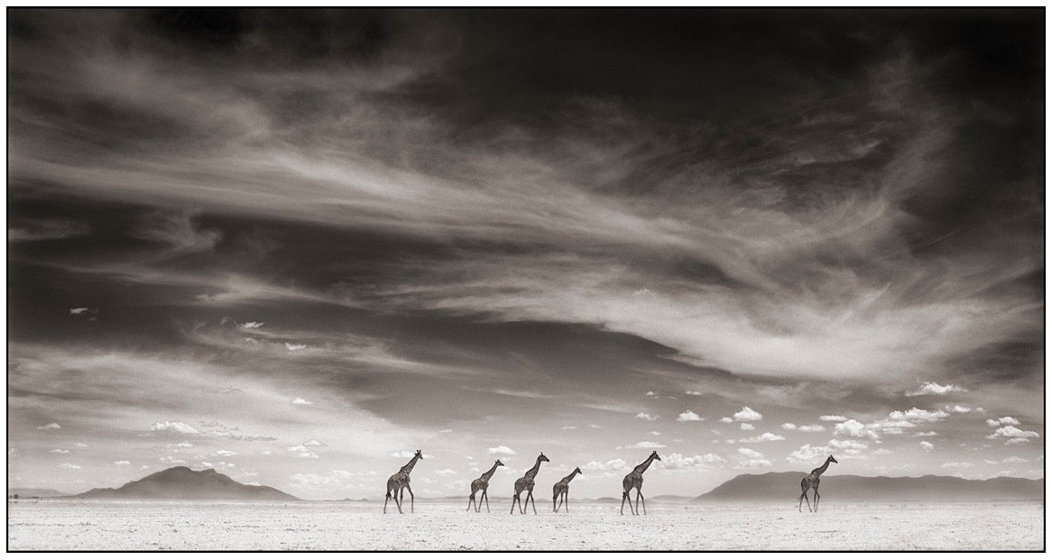 Nick Brandt - A Shadow Falls - Exhibitions - Staley-Wise Gallery