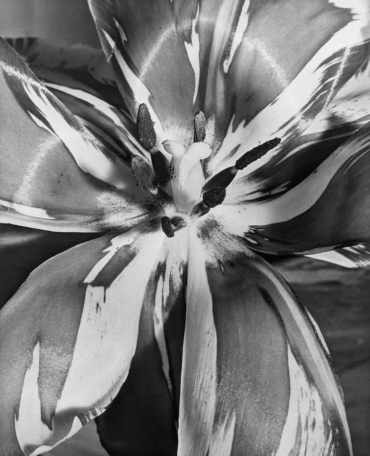 Horst, Tulipa, 1945