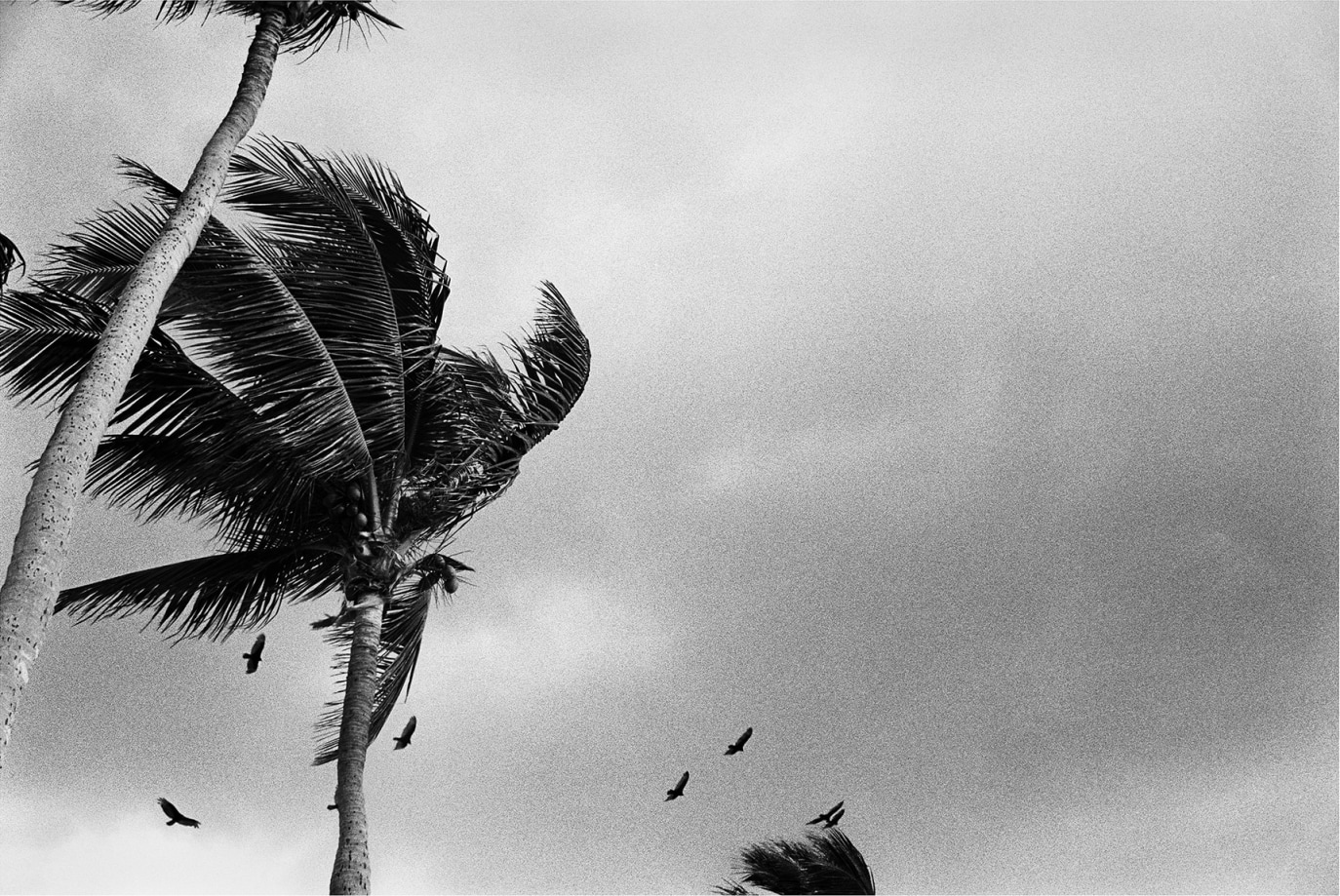 Priscilla Rattazzi, Hitchcock Palms I, Palm Beach, 2008