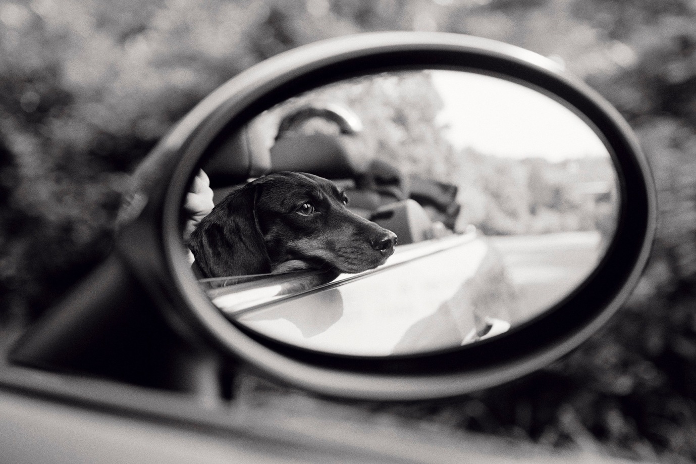 Priscilla Rattazzi, Lola, Rear View Mirror, East Hampton, 2007