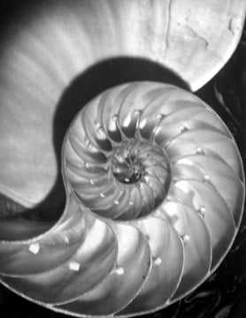 Horst P. Horst, Nautilus Pompileus II, 1945