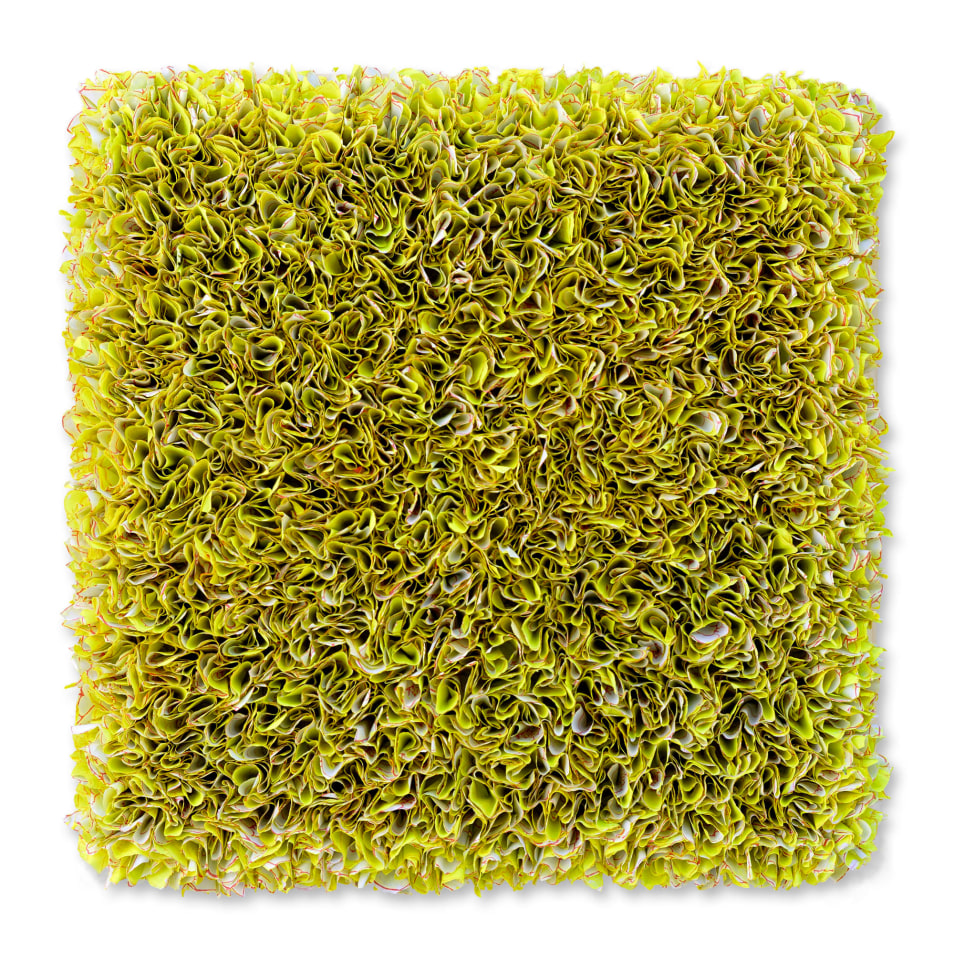 Zhuang Yong Hi_Flower Field