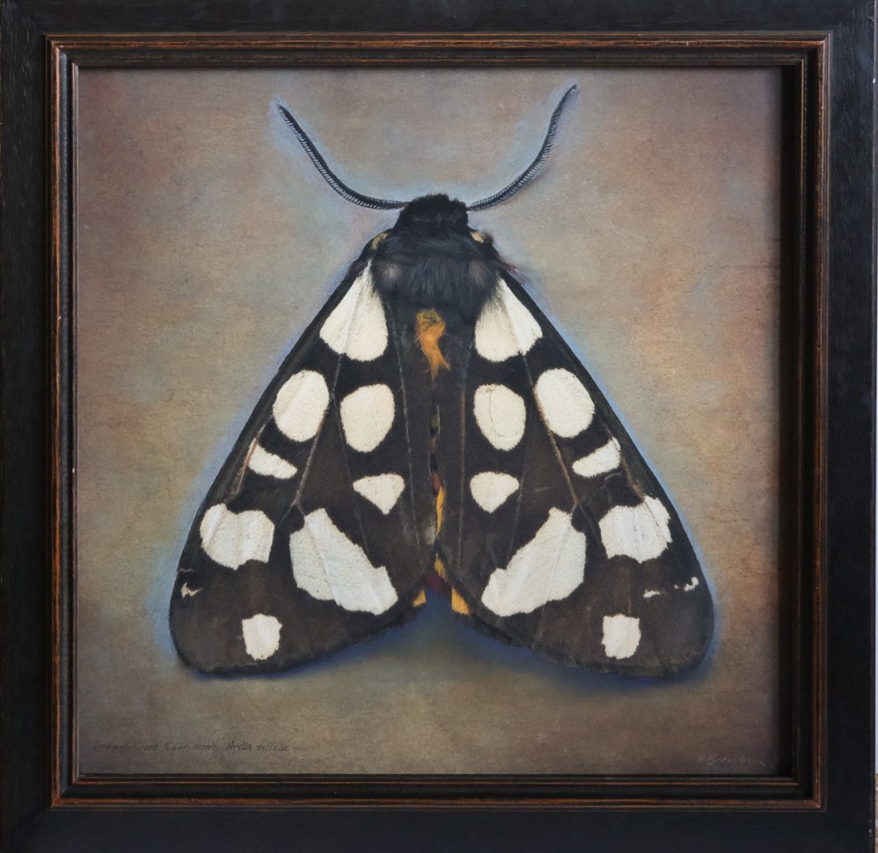 Arctia villica, Cream-spot Tiger Moth, 2025