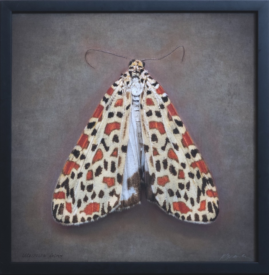 Uteheisa lotrix, 2024