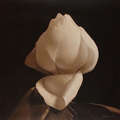 Southern Magnolia II, hand-colored gelatin silver print