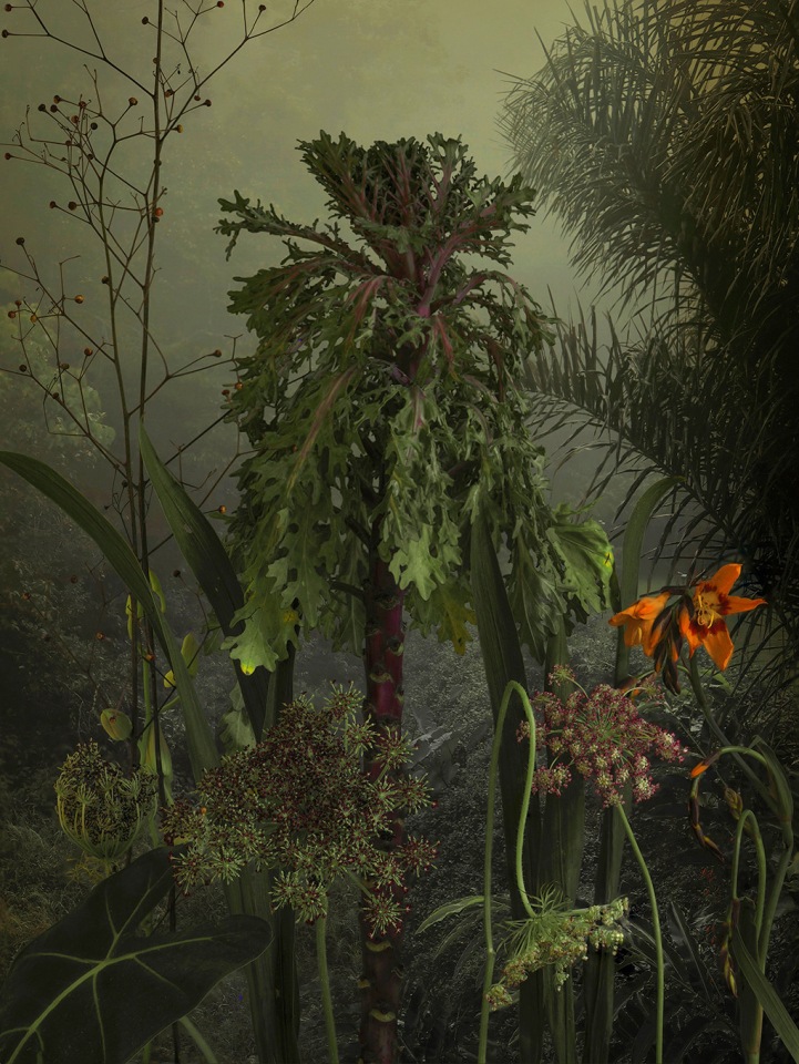 Brassica Oleracea, 2023