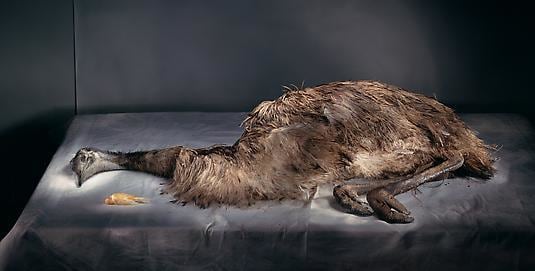 Emu with yellow canary, 2010