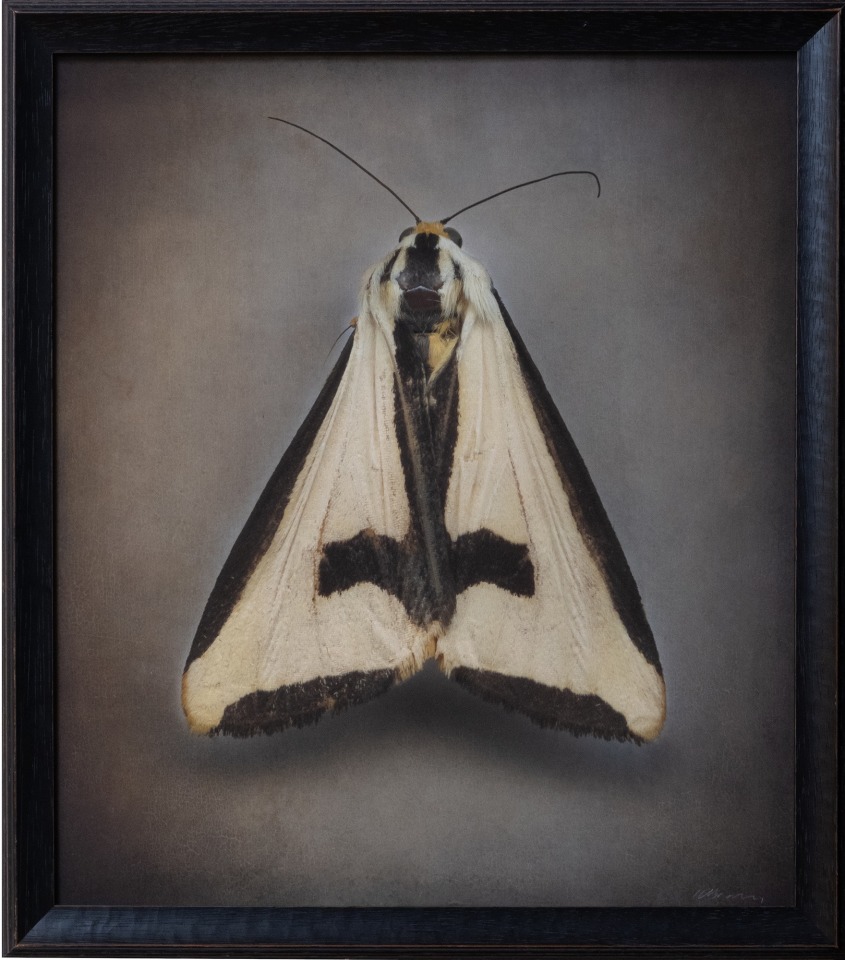 Haploa clymene, Cross Moth, 2024