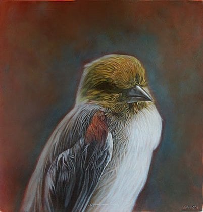 Verdin II, hand-colored gelatin silver print, 32 x 32 inches