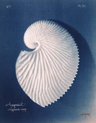 Argonaut, 2005 toned cyanotype, 14 x 11 inches