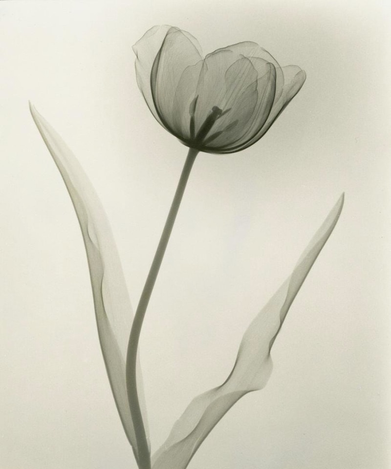 Dr. Dain L. Tasker - Floral Studies - Exhibitions - Joseph Bellows 