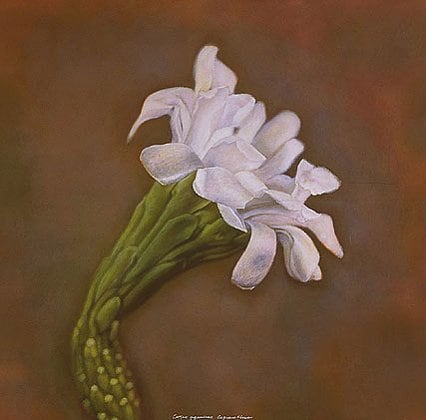 Saguaro Flower, hand-colored gelatin silver print, 32 x 32 inches