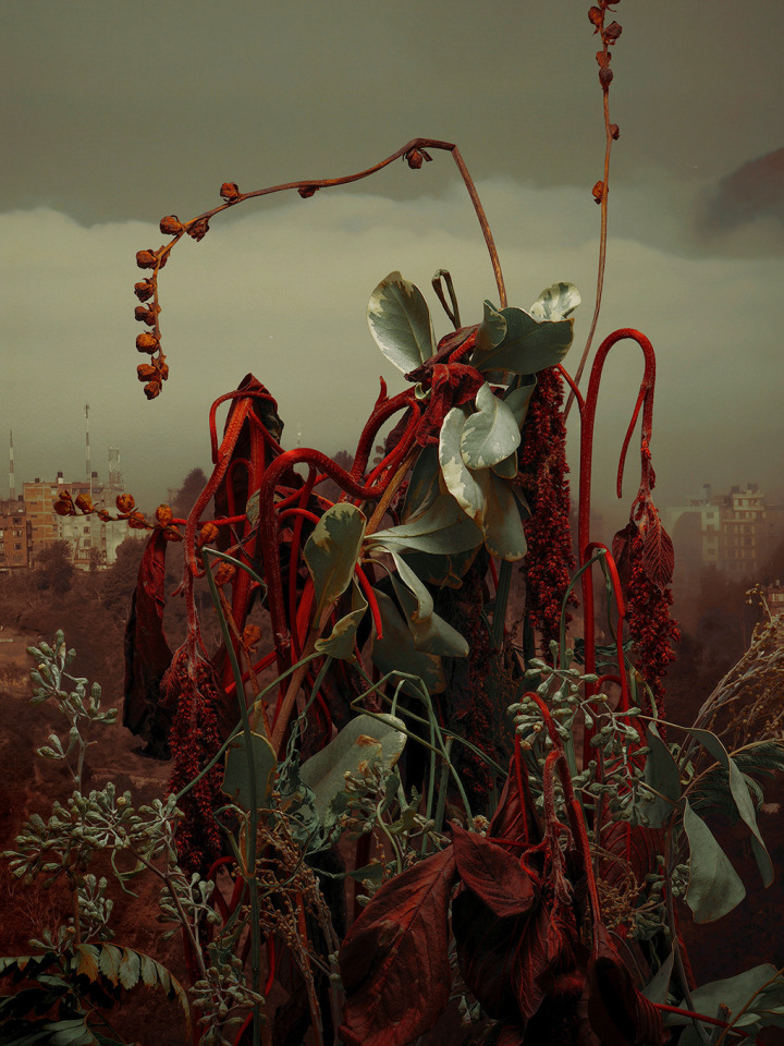 Amaranthus Cruentus, 2023