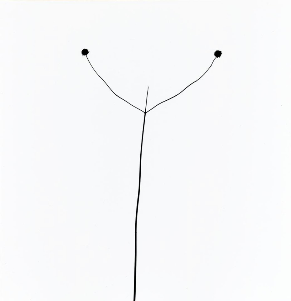 Harry Callahan Weed Against Sky, Detroit