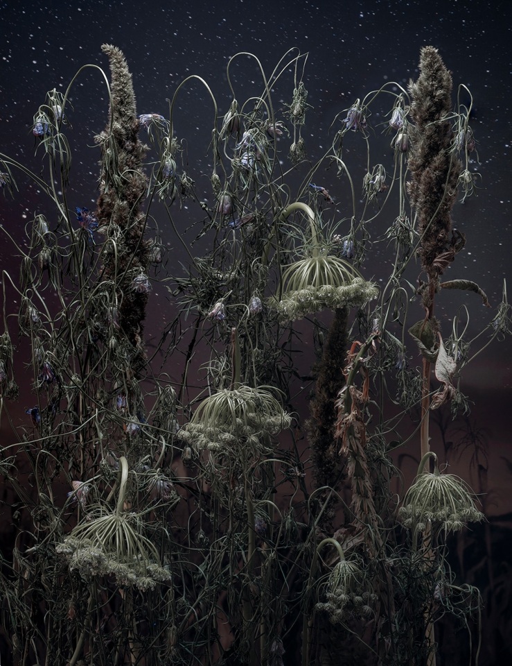 Daucus Carota II, 2002