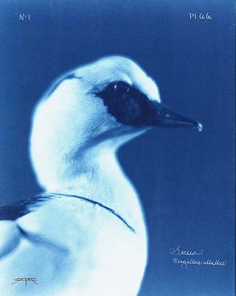 Smew, 2005 cyanotype, 14 x 11 inches