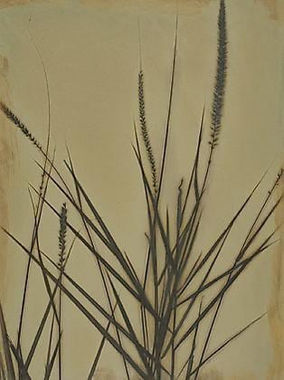 Earth Vegetation 08-14, 2008