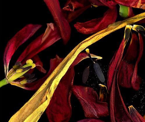 Untitled, giclée print