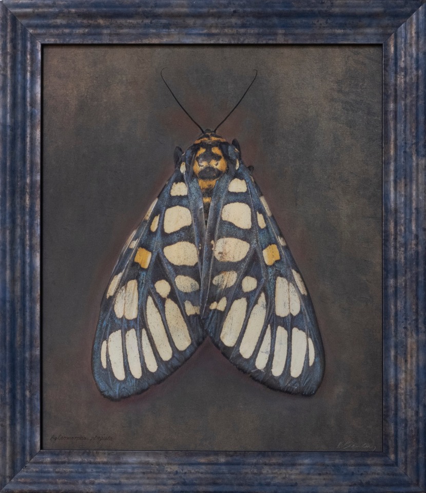 Aglaomorpha plagiata, n.d.