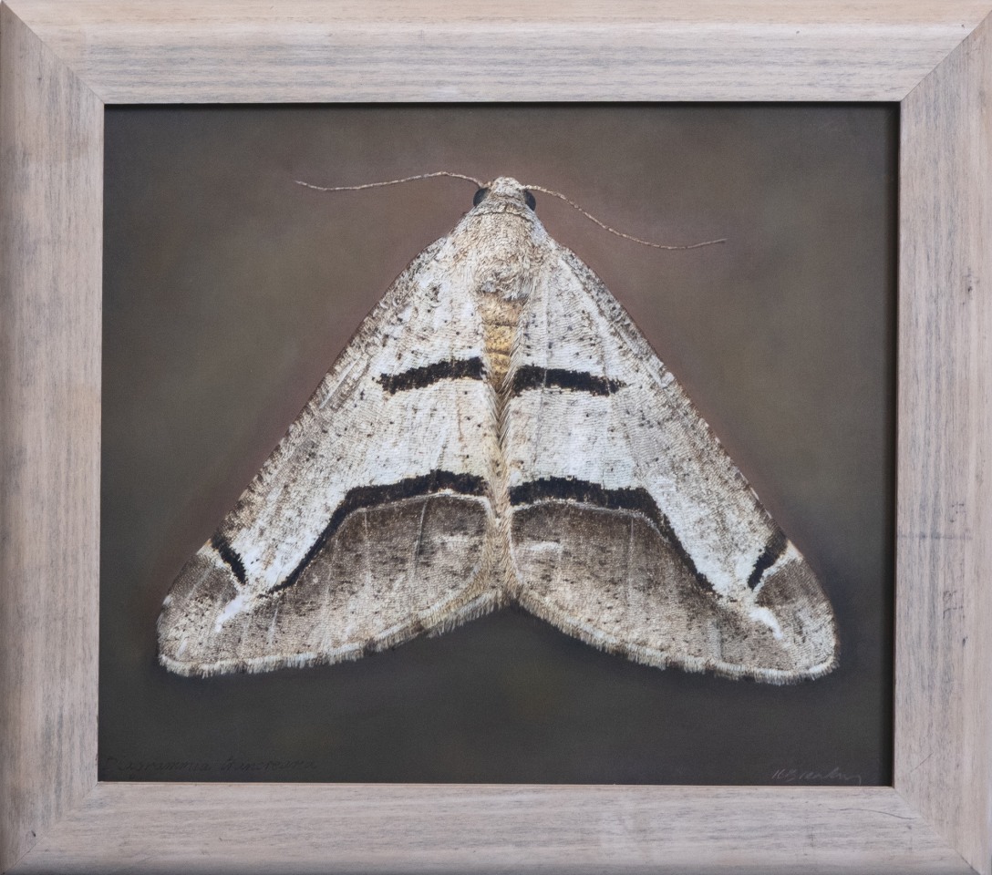 Digrammia tancrearia, 2025