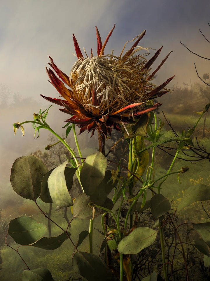 Protea Cynariods, 2022