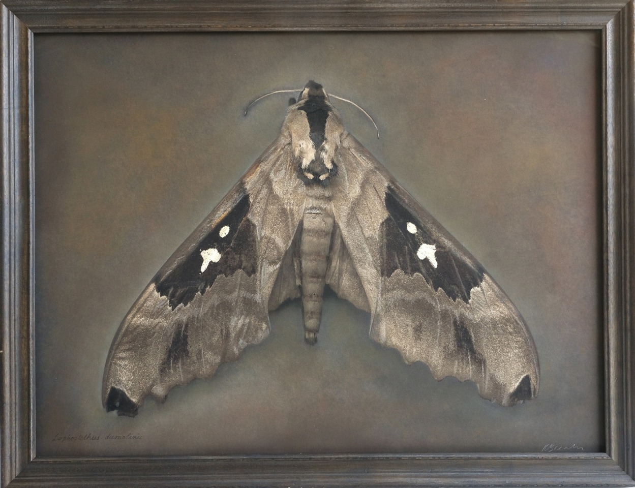 Lophostethus dumolinii, Arrow Sphinx Moth, 2024