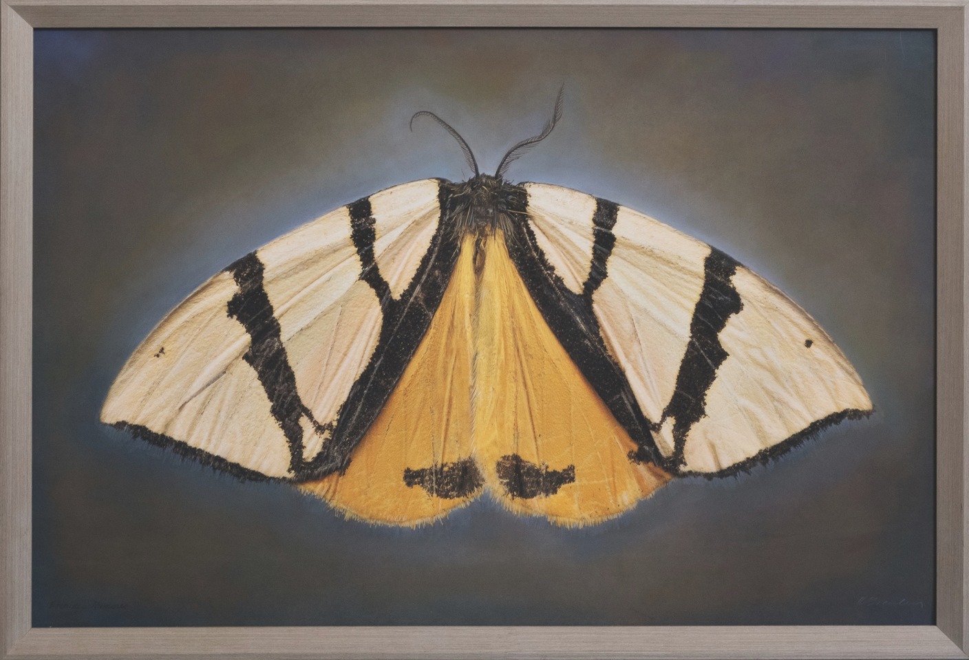 Erebidae Numenes, 2025