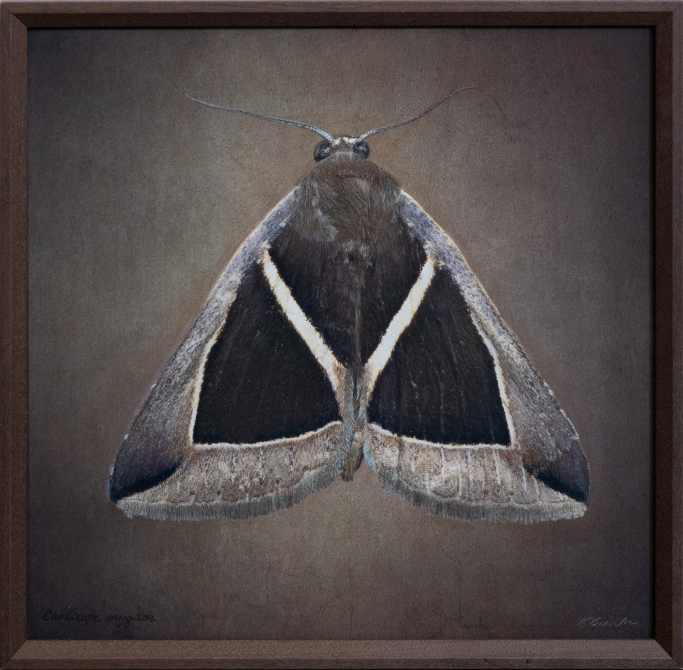 Chalciope mygdon, 2025