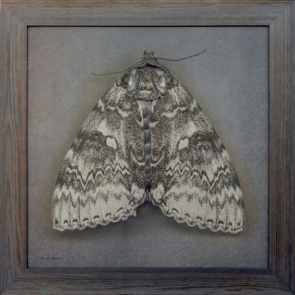 Catocala fraxini, 2024