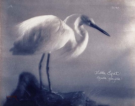 Little Egret, 2005