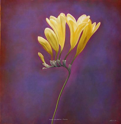 Freesia, hand-colored gelatin silver print, 32 x 32 inches