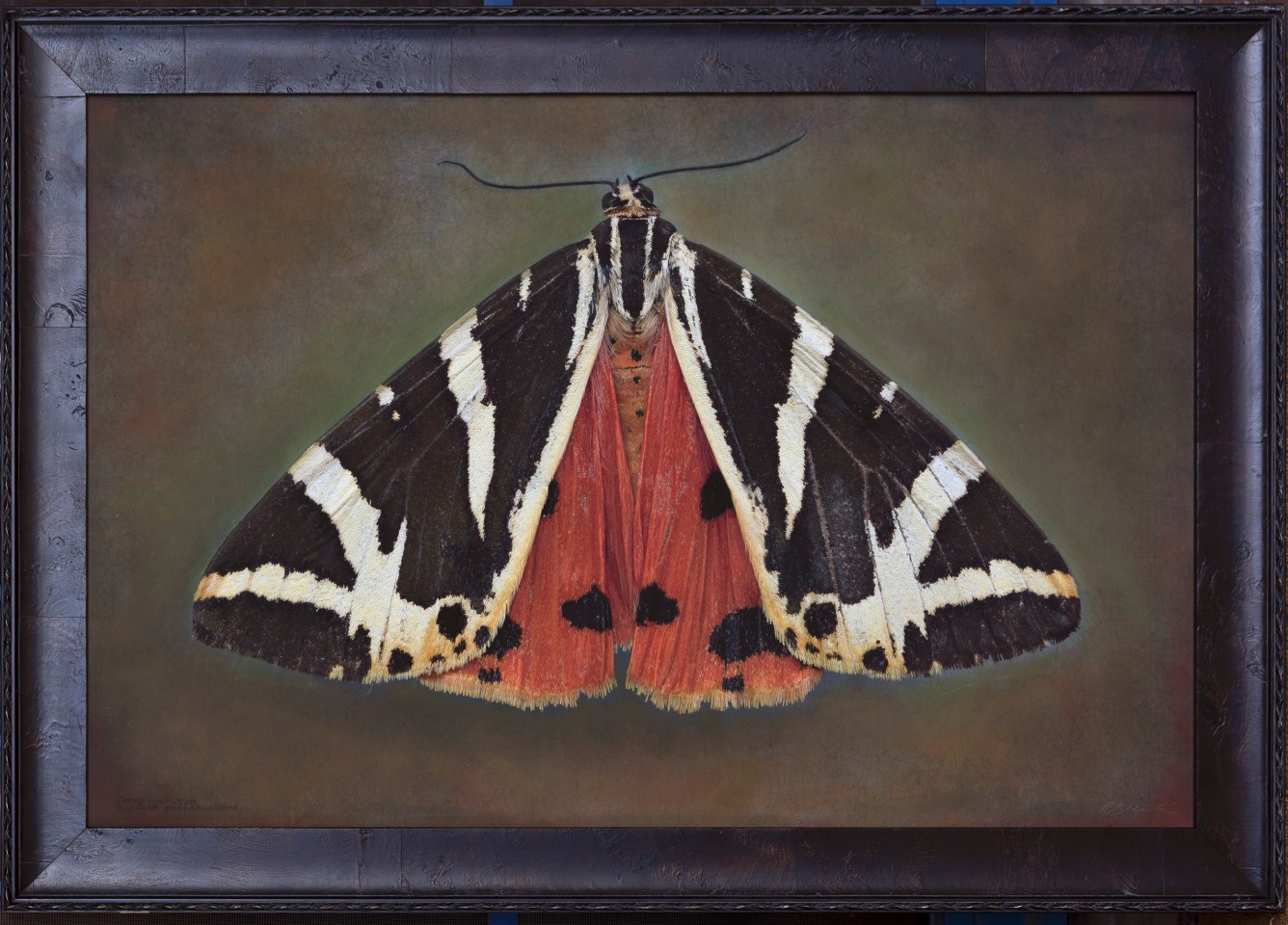 Euplagia quadripunctaria, Jersey Tiger Moth, n.d.