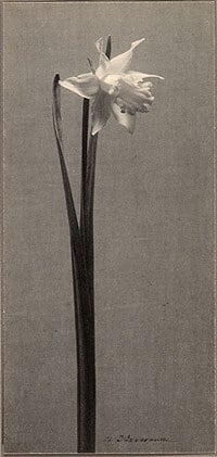 Daffodil, ca. 1900