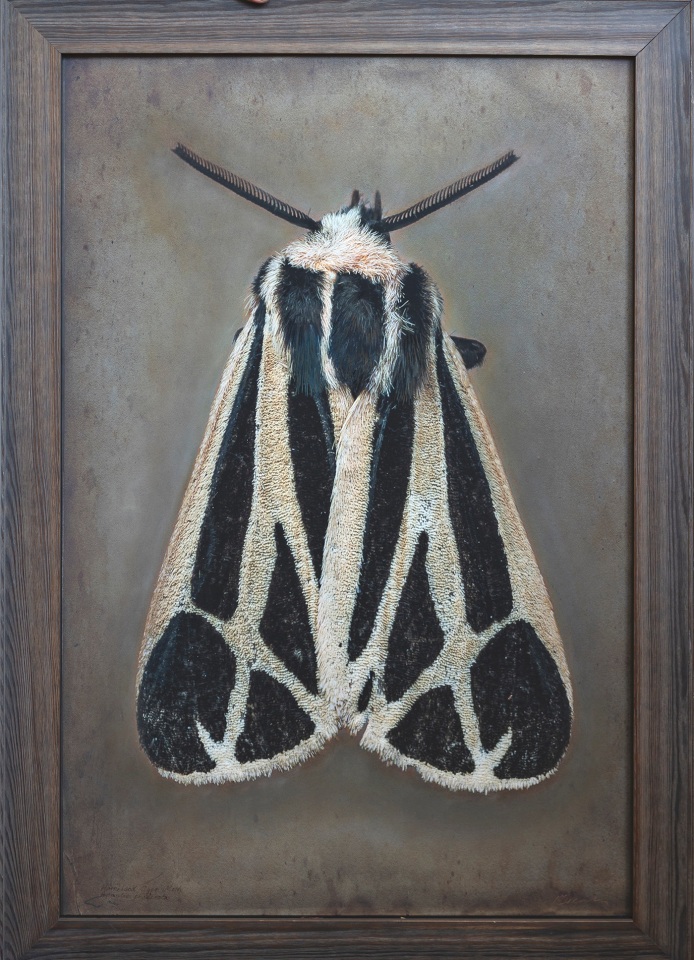 Apantesis phalerata, Harnessed Tiger Moth, n.d.