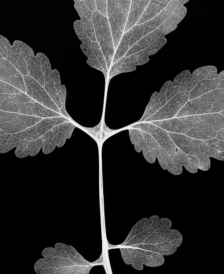 Greater Celandine, 2003