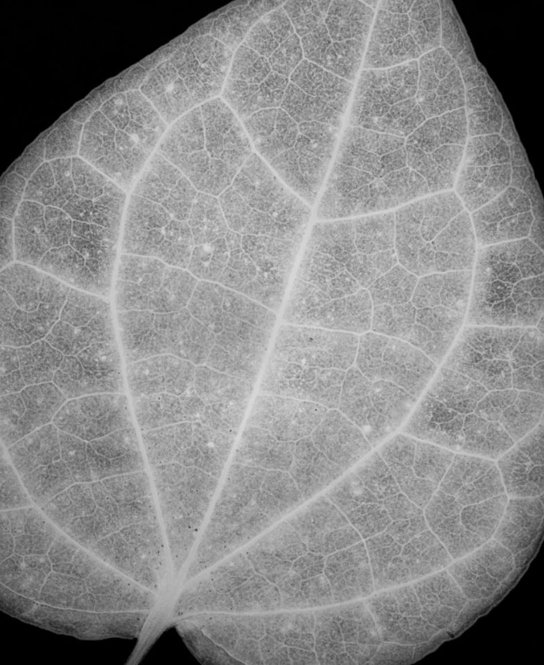 Eastern Redbud, 1991