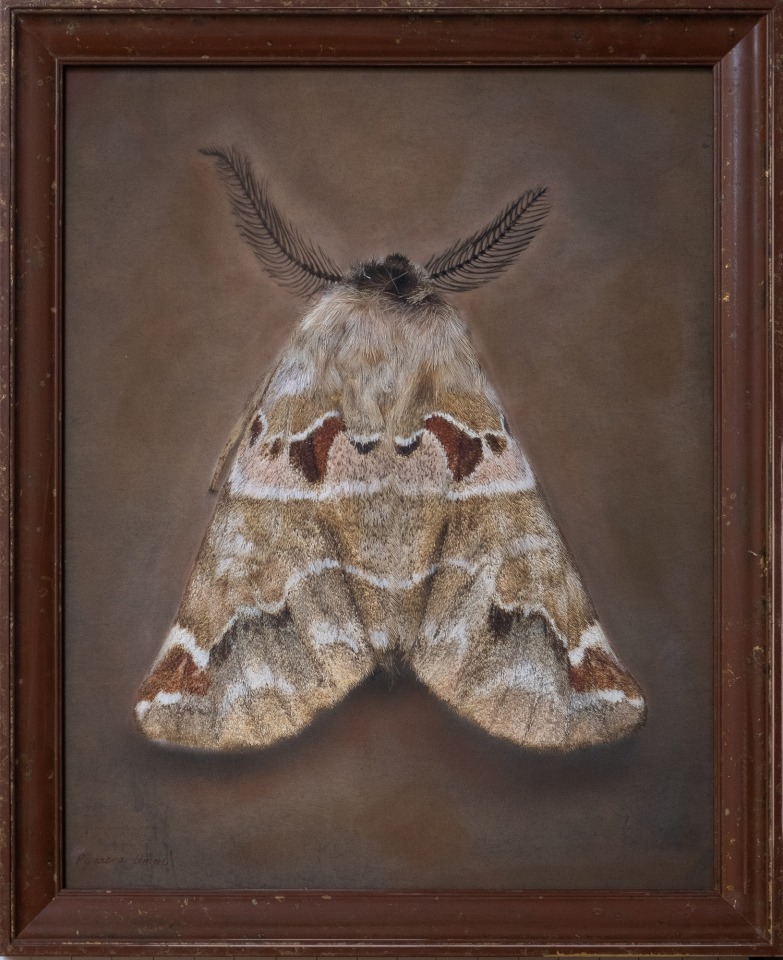 Pygaera timon, 2025