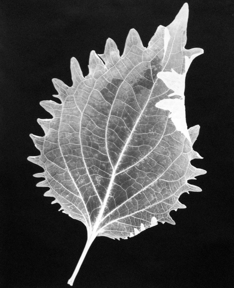 Leaf 32A, 2014