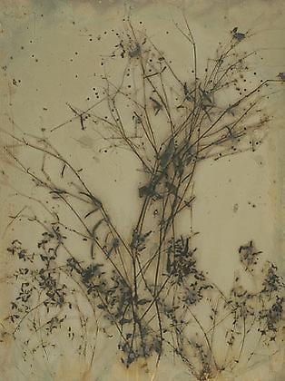 Earth Vegetation 08-02, 2008