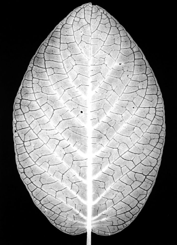 Silver Nerve Plant, 1990