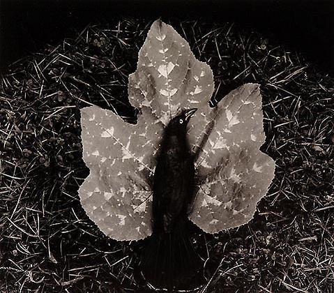 Linda Connor, Untitled (black bird and leaf), 1972, 